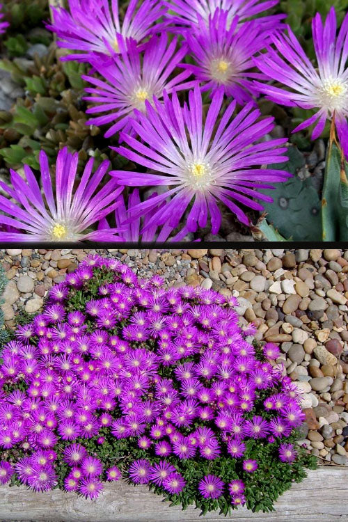  John Proffitt Hardy Purple Ice Plant (Delosperma) - 5 Pack Of Pint Pots