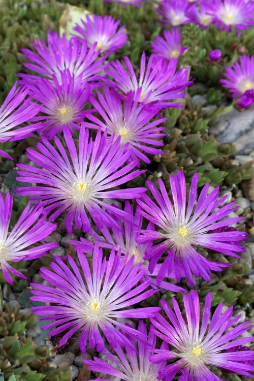  John Proffitt Hardy Purple Ice Plant (Delosperma) - 5 Pack Of Quart Pots