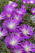  John Proffitt Hardy Purple Ice Plant (Delosperma) - 5 Pack Of Quart Pots