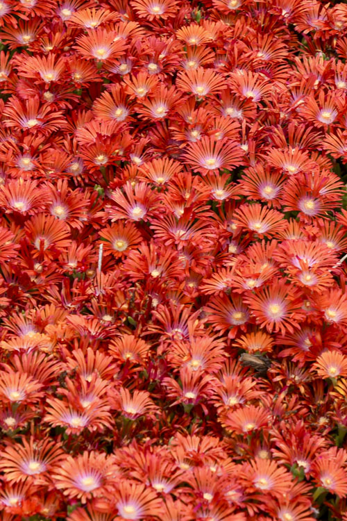  Dancing Embers Hardy Ice Plant - 1 Gallon Pot