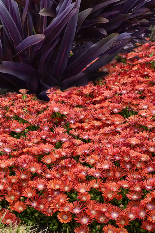  Dancing Embers Hardy Ice Plant - 1 Gallon Pot