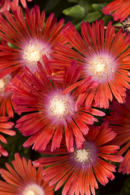  Dancing Embers Hardy Ice Plant - 1 Gallon Pot