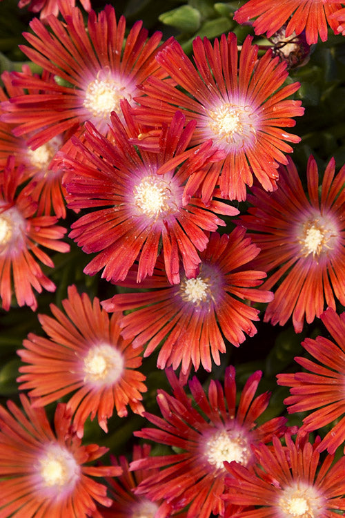  Dancing Embers Hardy Ice Plant - 1 Gallon Pot