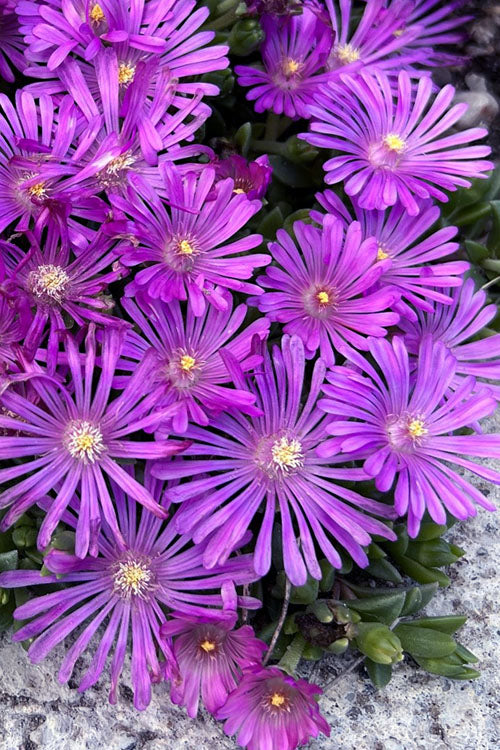 Orchid Flash Hardy Ice Plant - 1 Gallon Pot