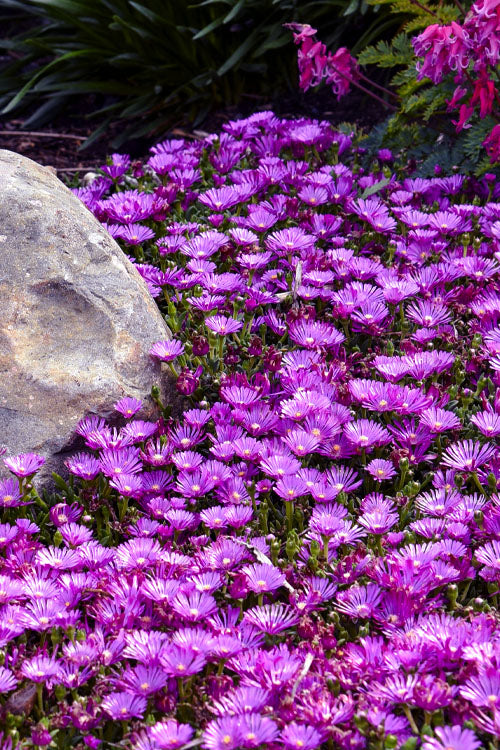  Orchid Flash Hardy Ice Plant - 1 Gallon Pot