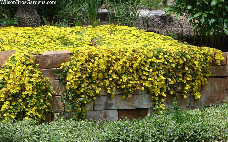  Hardy Yellow Ice Plant (Delosperma Nubigenum) - 6 Pack Of Pint Pots