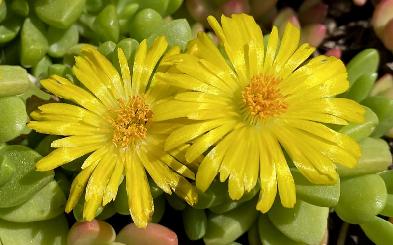  Hardy Yellow Ice Plant (Delosperma Nubigenum) - 6 Pack Of Pint Pots