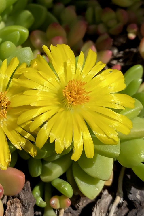  Hardy Yellow Ice Plant (Delosperma Nubigenum) - 6 Pack Of Pint Pots