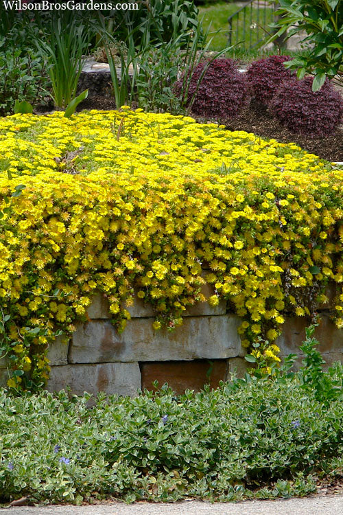  Hardy Yellow Ice Plant (Delosperma Nubigenum) - 6 Pack Of Pint Pots