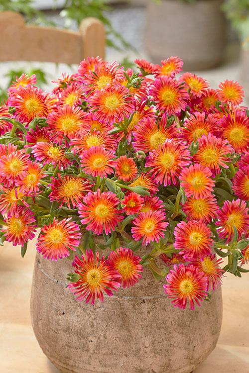  Ocean Sunset Orange Glow Ice Plant (Delosperma) - 1 Gallon Pot