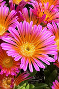  Ocean Sunset Orange Glow Ice Plant (Delosperma) - 12 Pack Of Quart Pots