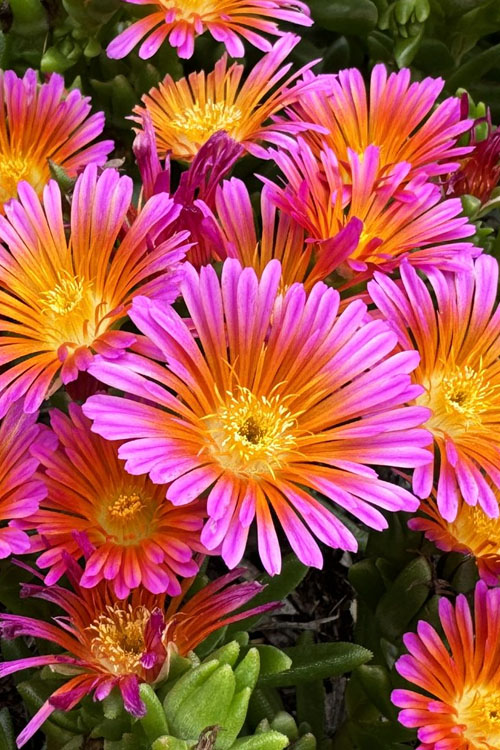  Ocean Sunset Orange Glow Ice Plant (Delosperma) - 1 Gallon Pot
