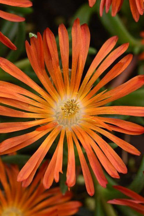  Ocean Sunset Orange Vibe Ice Plant (Delosperma) - 12-Pack Of Quart Pots