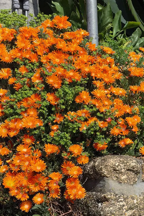  Ocean Sunset Orange Vibe Ice Plant (Delosperma) - 1 Gallon Pot