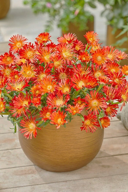  Ocean Sunset Orange Vibe Ice Plant (Delosperma) - 12-Pack Of Quart Pots