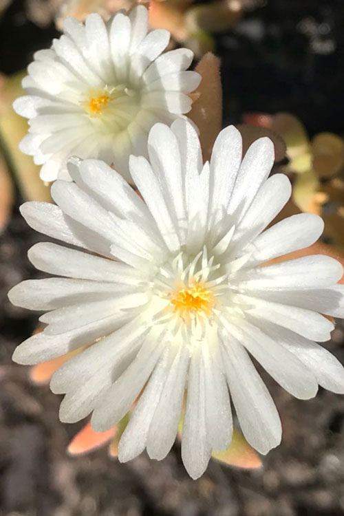  Jewel Of The Desert Moonstone White Ice Plant - 12 Pack Of Quart Pots