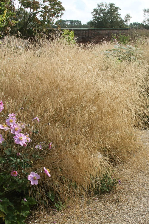  Gold Dew Tufted Hair Grass (Deschampsia Cespitosa 'Goldtau') - 1 Gallon Pot