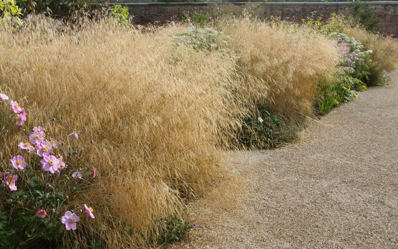  Gold Dew Tufted Hair Grass (Deschampsia Cespitosa 'Goldtau') - 6-Pack Of 1 Gallon Pots