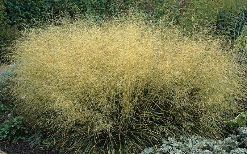  Gold Dew Tufted Hair Grass (Deschampsia Cespitosa 'Goldtau') - 1 Gallon Pot