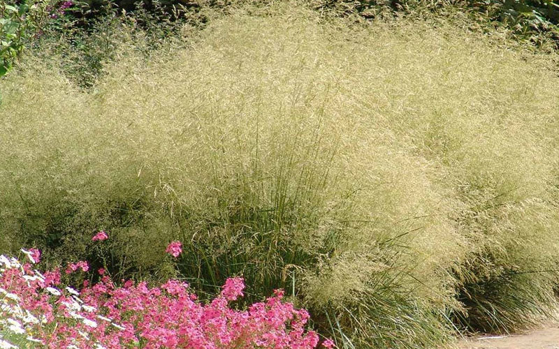  Gold Dew Tufted Hair Grass (Deschampsia Cespitosa 'Goldtau') - 1 Gallon Pot