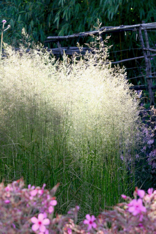  Tufted Hair Grass (Deschampsia Cespitosa) - 6 Pack Of 1 Gallon Pots