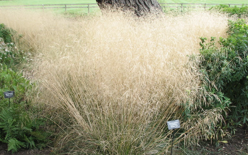  Tufted Hair Grass (Deschampsia Cespitosa) - 6 Pack Of 1 Gallon Pots