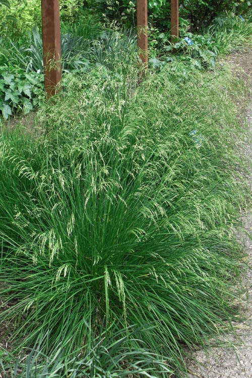  Tufted Hair Grass (Deschampsia Cespitosa) - 8 Pack Of 1 Gallon Pots