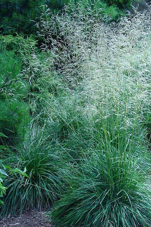  Tufted Hair Grass (Deschampsia Cespitosa) - 16 Pack Of 1 Gallon Pots