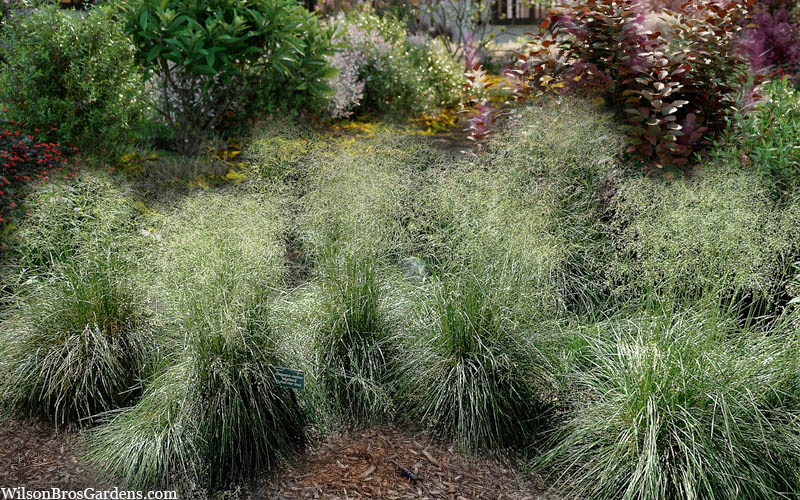  Tufted Hair Grass (Deschampsia Cespitosa) - 8 Pack Of 1 Gallon Pots