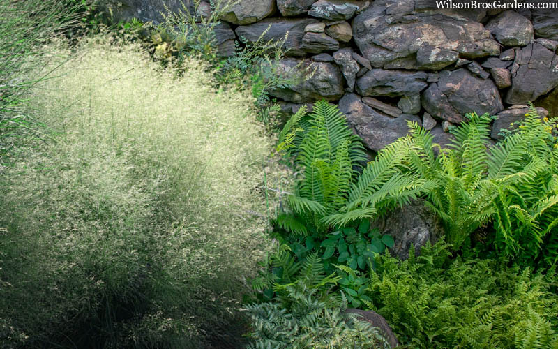  Tufted Hair Grass (Deschampsia Cespitosa) - 16 Pack Of 1 Gallon Pots
