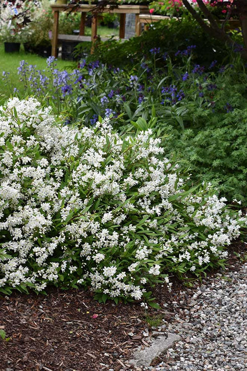  Nikko Dwarf Deutzia - 3 Gallon Pot