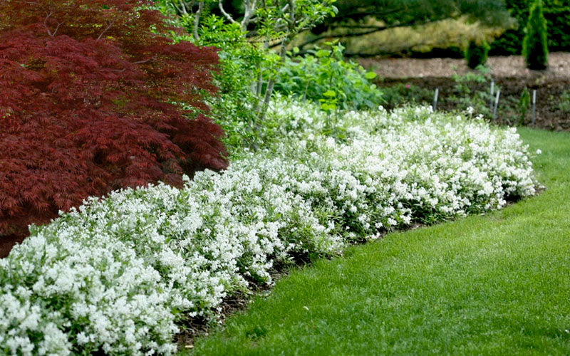  Nikko Dwarf Deutzia - 3 Gallon Pot