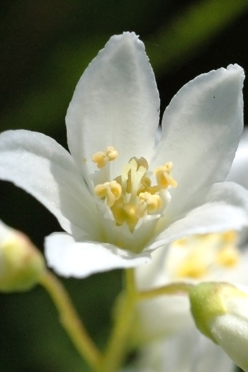  Nikko Dwarf Deutzia - 3 Gallon Pot