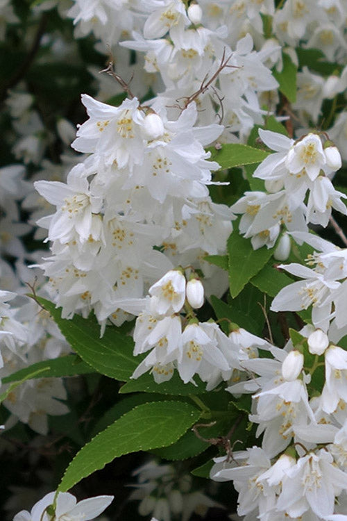  Nikko Dwarf Deutzia - 3 Gallon Pot