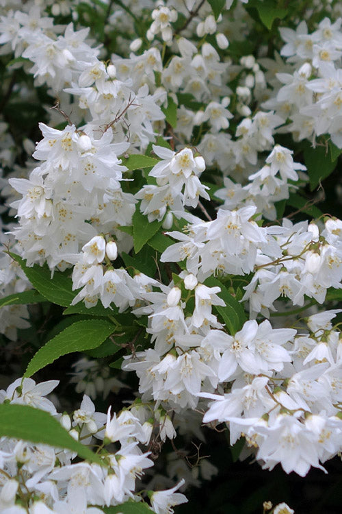  Nikko Dwarf Deutzia - 3 Gallon Pot