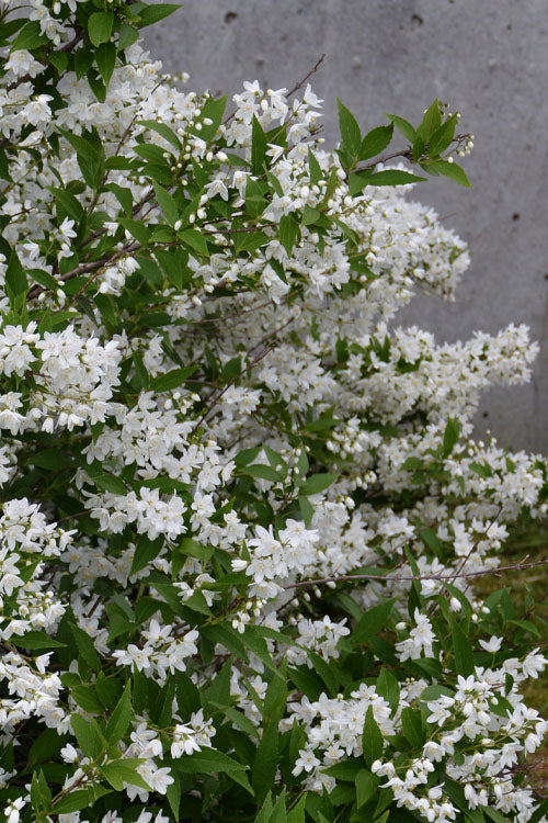  Nikko Dwarf Deutzia - 3 Gallon Pot