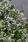  Nikko Dwarf Deutzia - 3 Gallon Pot