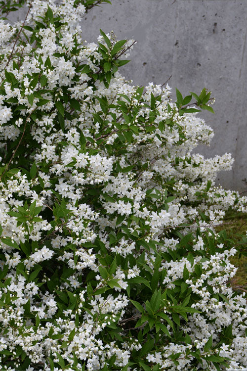  Nikko Dwarf Deutzia - 3 Gallon Pot