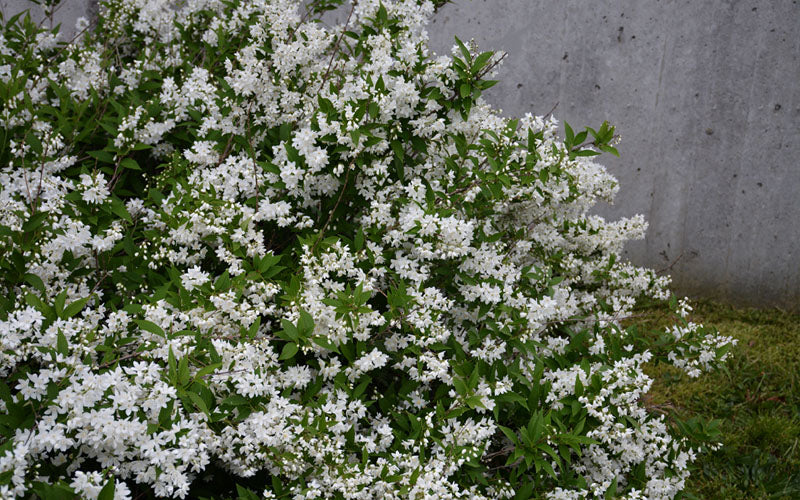  Nikko Dwarf Deutzia - 3 Gallon Pot