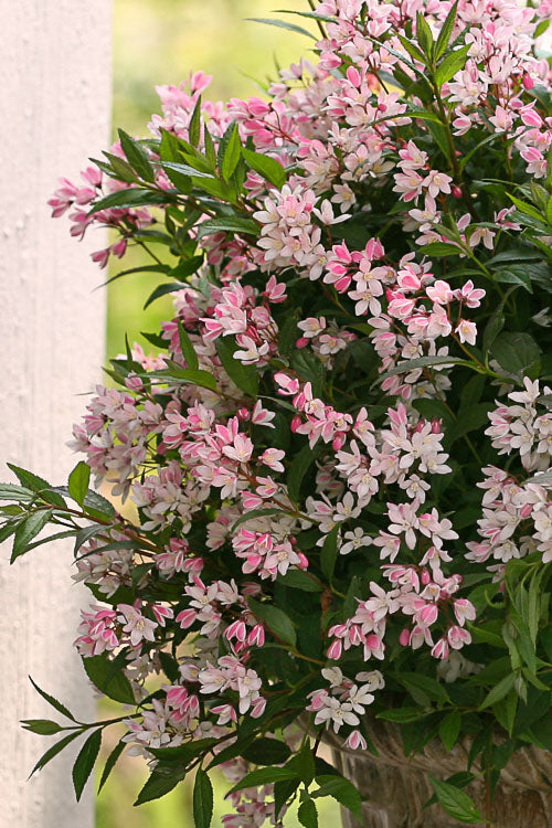  Yuki Cherry Blossom Deutzia - 2 Gallon Pot