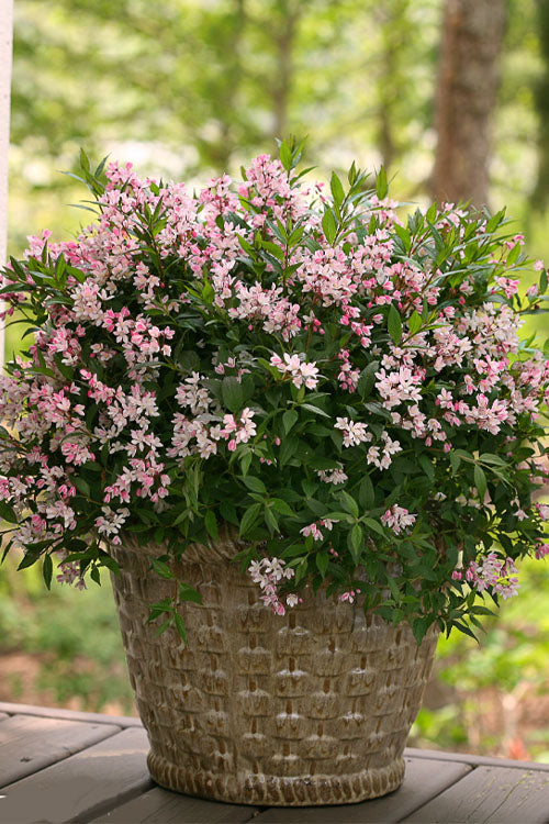  Yuki Cherry Blossom Deutzia - 2 Gallon Pot