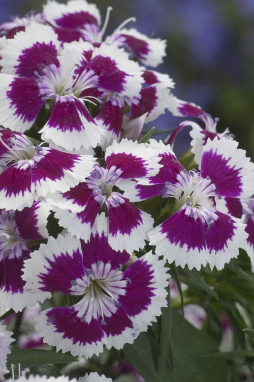  Barbarini 'Purple Picotee' Sweet William (Dianthus) - 5 Pack Of Quart Pots