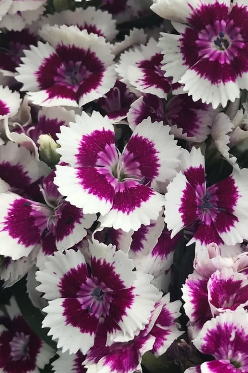  Barbarini 'Purple Picotee' Sweet William (Dianthus) - 5 Pack Of Quart Pots