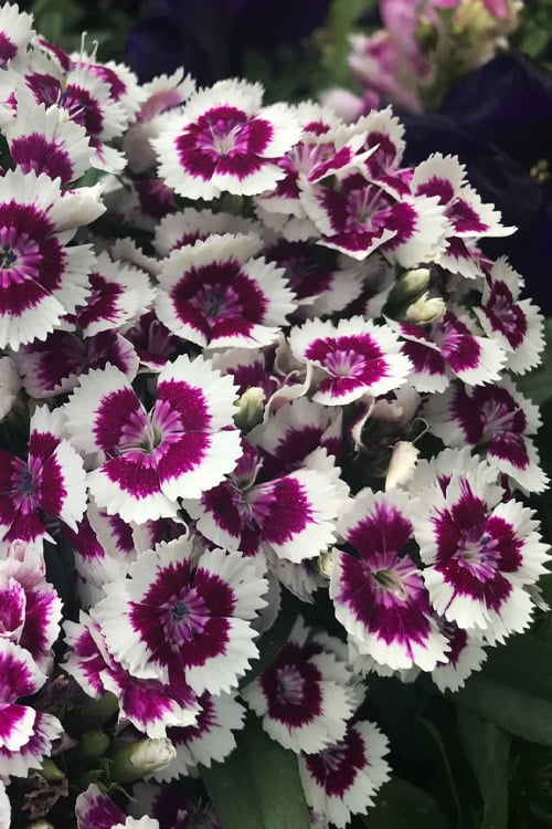  Barbarini 'Purple Picotee' Sweet William (Dianthus) - 5 Pack Of Quart Pots