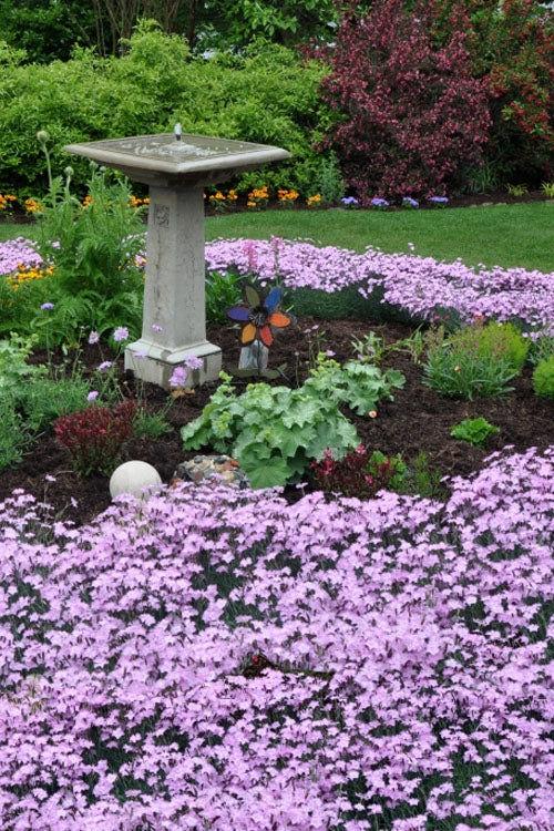  Bath's Pink Dianthus - 5 Pack Of Quart Pots