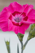  Bumbleberry Pie Dianthus (Carnations) - 1 Gallon Pot