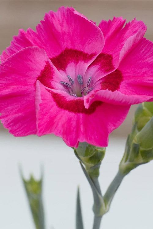  Bumbleberry Pie Dianthus (Carnations) - 1 Gallon Pot