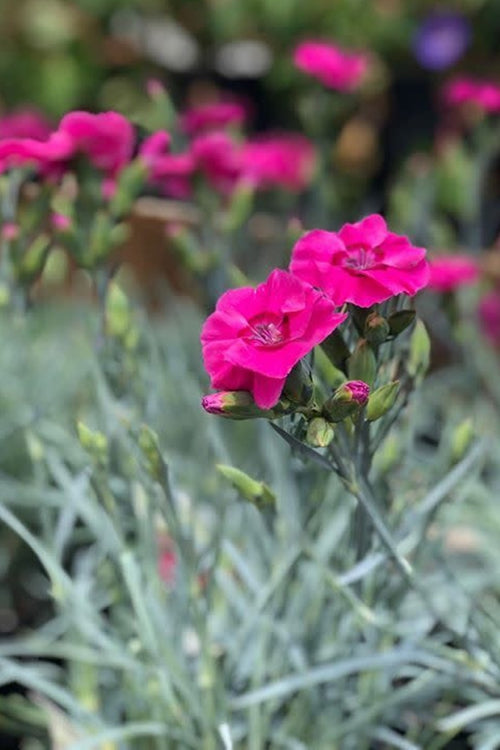  Bumbleberry Pie Dianthus (Carnations) - 1 Gallon Pot