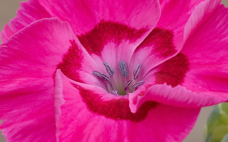  Bumbleberry Pie Dianthus (Carnations) - 1 Gallon Pot