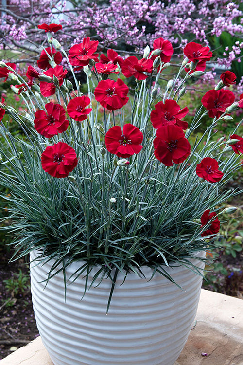 Cherry Pie Dianthus (Carnations) - 6 Pack Of 1 Gallon Pots